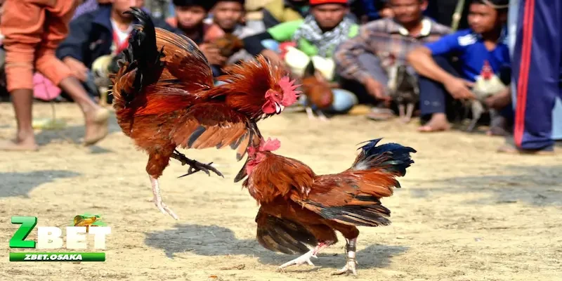 đá gà cựa dao Campuchia