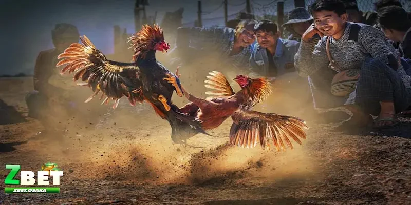 Đá gà ZBET có gì hot dành cho người chơi?