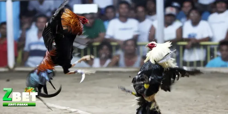 kèo chấp trong đá gà