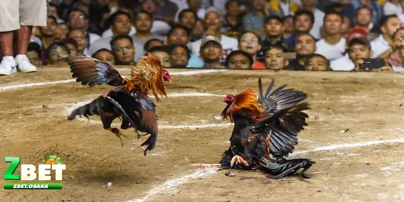 kèo Meron, Wala là gì