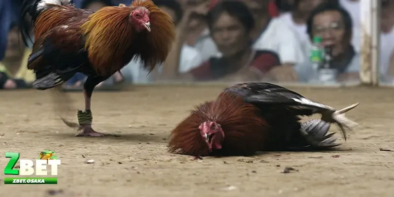 Không bỏ qua các nguồn thông tin đáng tin cậy - Kinh nghiệm bắt kèo đá gà thắng lớn