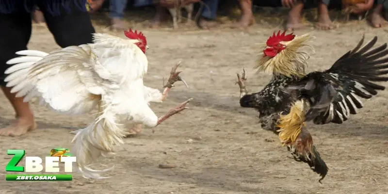 Kinh nghiệm cá cược đá gà cựa dao Campuchia từ các cao thủ