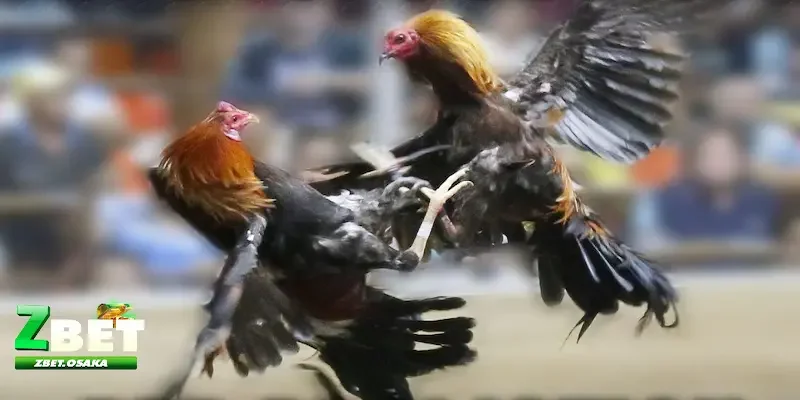 Phân tích và nghiên cứu trước khi đặt cược - Kinh nghiệm bắt kèo đá gà thắng lớn