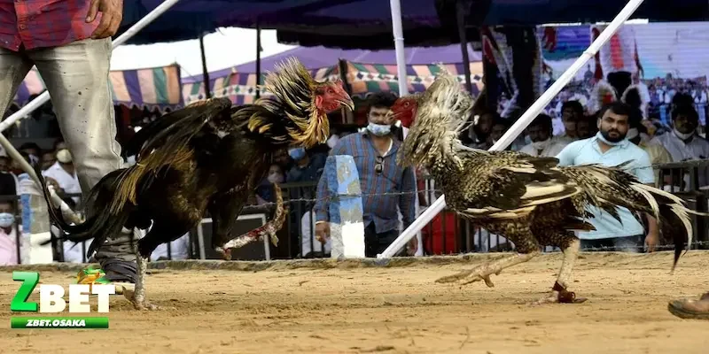 Tìm hiểu về cách đọc kèo đá gà chuẩn xác nhất