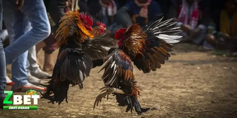 Tổng hợp các loại kèo đá gà phổ biến và hấp dẫn