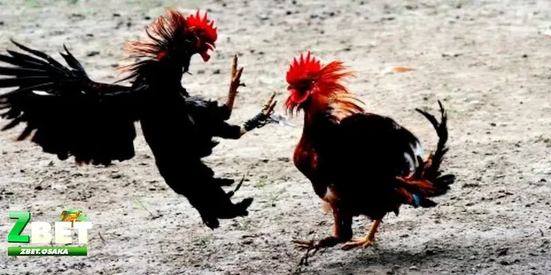 Tổng quát đá gà Thomo và sự hấp dẫn là gì?