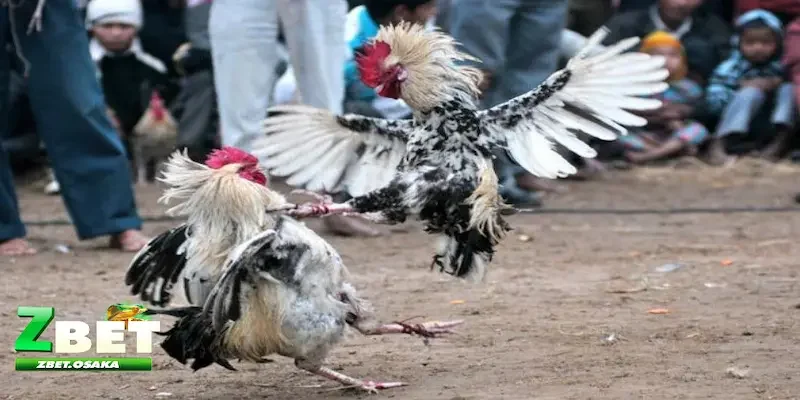 Tổng quát về hình thức đá gà cựa dao Campuchia là gì?